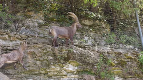 Male-Capra-Ibex-with-horns-and-female-Alpine-Ibex-on-steep-cliff-wall-with-fence