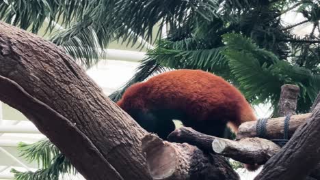 Red-Panda-Walking-Around-On-Woods-At-The-Zoo