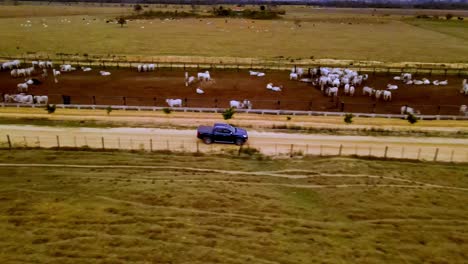 Farmer-drives-truck-through-secured-cattle-pastures-of-property