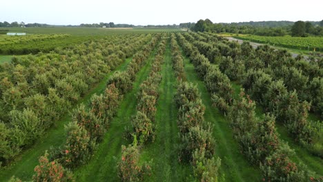 Concepto-De-Agricultura-De-Campo-De-Granja-De-Huerto-De-Manzanas