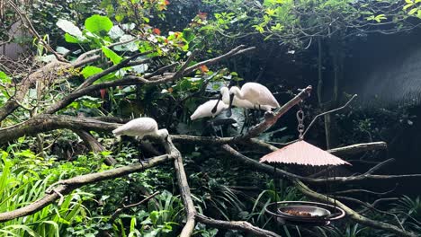 A-Flock-of-Black-Faced-Spoonbill-Perched-on-a-Tree-in-the-Zoo-Wide-Shot