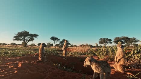 Cámara-De-Acción-Gopro-A-Nivel-Del-Suelo,-Observe-A-Los-Suricatos-Mientras-Están-Alerta,-Escaneando-Sus-Alrededores-Con-Ojos-Atentos,-Desierto-Del-Sur-De-Kalahari