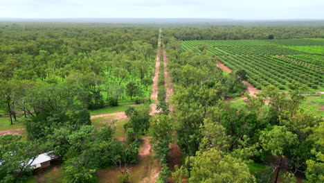 Luftdrohne-über-Land,-Das-Durch-Unbefestigte-Zufahrtsstraßen-Geteilt-Ist,-Die-Landwirtschaftliche-Felder-Von-Unberührten-Outback-Wäldern-Trennen