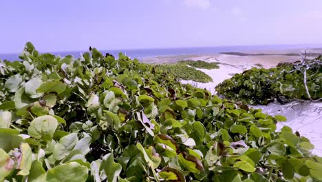 Uvas-De-Mar-Soplando-En-El-Viento-En-Aruba.