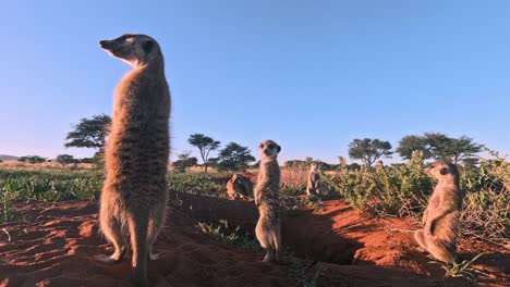 Time-lapse-Muy-Cercano-A-Nivel-Del-Suelo-De-Suricatas-De-Pie-En-Su-Madriguera-En-El-Sur-Del-Kalahari-Mirando-A-Su-Alrededor-Y-Examinando-El-área-En-Busca-De-Peligro.