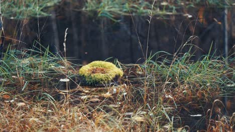 Ein-Sumpfiges-Gelände-Mit-Pfützen-Aus-Stillem,-Dunklem-Wasser,-Umgeben-Von-Grasbüscheln-Und-Moos