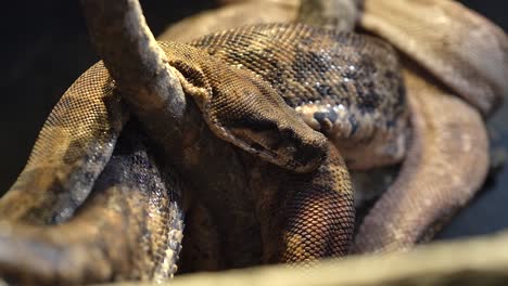 Boa-Constrictor-De-Cerdo-Enrollada-En-Un-árbol-Con-Pequeñas-Hormigas-Arrastrándose-Por-Todas-Partes