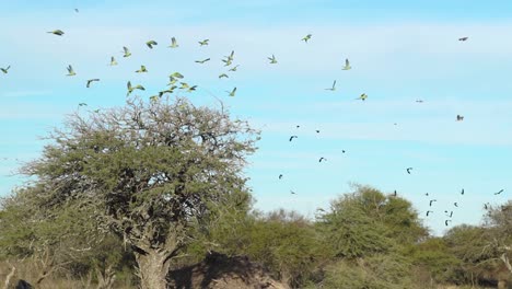 Bandada-De-Loros-Coloridos-Tomando-Vuelo-Desde-Acacias-En-Cámara-Lenta,-Vibrantes-Contra-El-Cielo-Azul