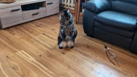 Big-Maine-Coon-cat-playing-with-his-toy-in-living-room-of-house