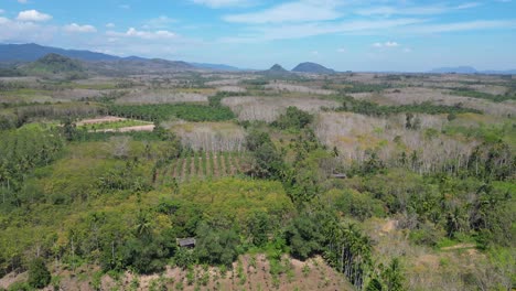 Plantaciones-De-Caucho-En-El-Valle-Del-Sur-De-Tailandia.