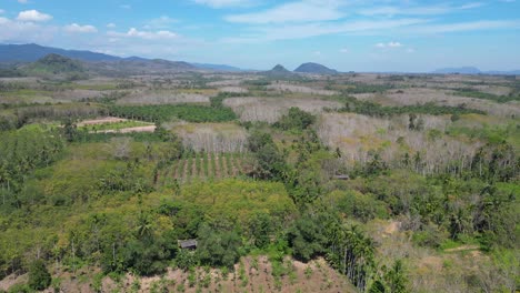 Kautschukplantagen-Im-Südlichen-Thailand-Tal