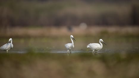 Flock-of-Egrets-Fishing-in-Wetland