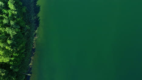 Drohne-Erhebt-Sich-über-Grün-Bewaldeter-Küstenlinie-über-Algen-Und-Moos-Bedecktem-Wasser