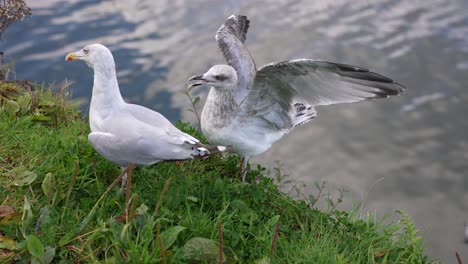 Couple-of-Seagulls-in-Grass,-Shore-of-Isle-of-Skye,-Scotland-UK,-Slow-Motion