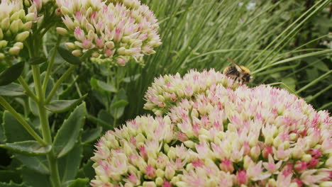 Biene-Auf-Der-Suche-Nach-Nektar-Auf-Fetthenne-Blume-An-Einem-Sonnigen-Tag-Im-Sommer-Im-Park-Garten