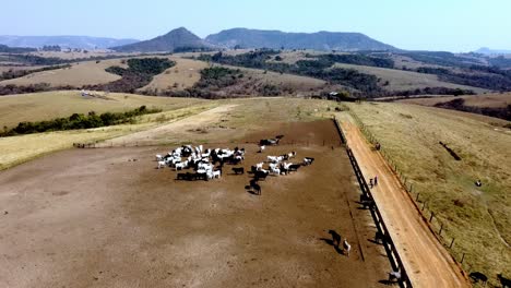 Rancho-Brasileño-Dedicado-A-La-Crianza-Y-Cría-De-Ganado-Nelore