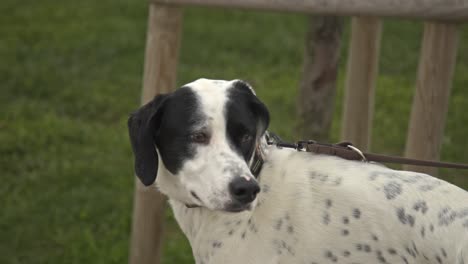 Perros-Jugando-Y-Corriendo-En-El-Parque-Para-Perros