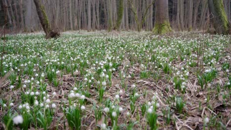 Weiße-Schneeglöckchen-Wachsen-In-Hülle-Und-Fülle-Im-Naturschutzgebiet-Und-Kündigen-Die-Ankunft-Des-Frühlings-An