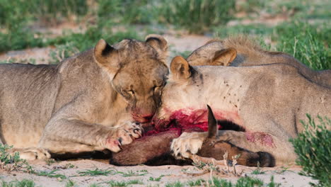 Lionesses-Eating-Young-Wildebeest-Prey-In-Masai-Mara,-South-Africa