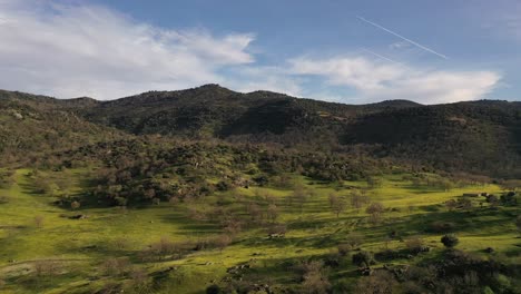 Lateral-flight-to-the-right-with-drone-over-pasture-of-holm-oaks-and-stands-with-yellow-flowers-and-in-the-background-mountains-full-of-trees,-blue-sky-with-some-clouds-and-evening-light-Avila-Spain