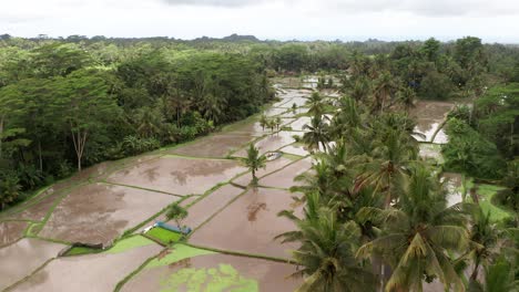 Drone-view-of-flooded-rice-fields-during-rainy-monsoon-season-in-Bali,-Indonesia