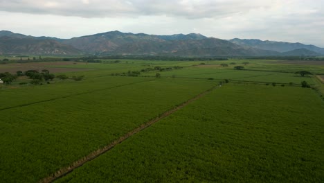 Aerial-of-Sugar-Cane-Crops-with-Mountains-in-Background