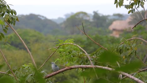 Juvenille-Blue-Gray-Tanager-sitting-on-exposed-curved-branch-in-forest