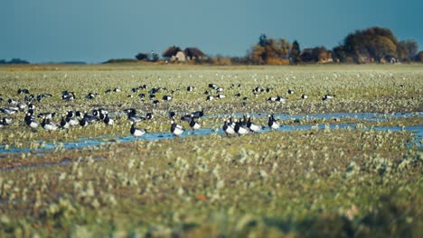 A-flock-of-wild-geese-on-the-flooded-meadow-in-rural-Denmark