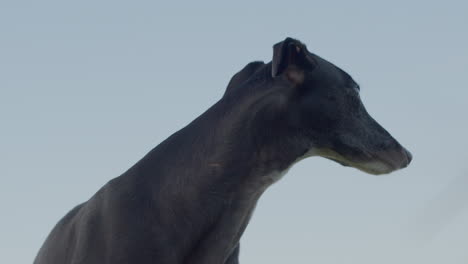 Greyhound-dog-with-long-neck.-Pet-animal-outside