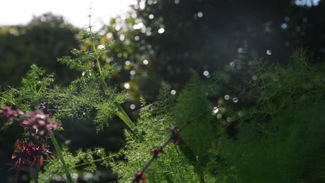 Fenchel-Und-Fuchsie-Im-Vordergrund-Vor-Bocca-Hintergrund-Mit-Bäumen-Und-Gartenspritze-Mit-Glitzerndem-Wassertropfen-Und-Sonnenstrahlen-Im-Nachmittäglichen-Sommersonnenlicht-Mit-Glitzerndem-Spinnennetz