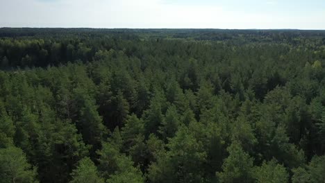 Forest-summer-time-aerial-video