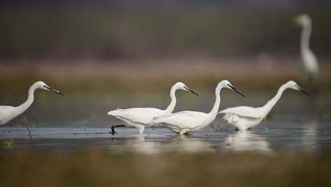 Flock-of-little-Egrets-Fishing