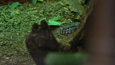 nile-monitor-lizard-spotted-you-between-branches