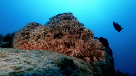 Close-up-of-scorpionfish-on-rock-as-diver-and-fish-swim-around-it