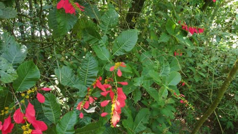 Flores-Rojas-Vibrantes-En-Medio-De-Un-Exuberante-Follaje-Verde,-Perfectas-Para-Diseños-Con-Temas-De-Naturaleza