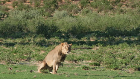 Ein-Blick-Auf-Einen-Lustigen-Männlichen-Löwen,-Der-In-Der-Afrikanischen-Wilden-Savanne-Kackt