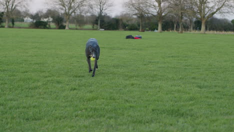 Greyhound-pet-animal-walking-towards-camera-with-tennis-ball-in-mouth