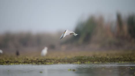 The-River-tern-Flying-after-Diving-in-Lake