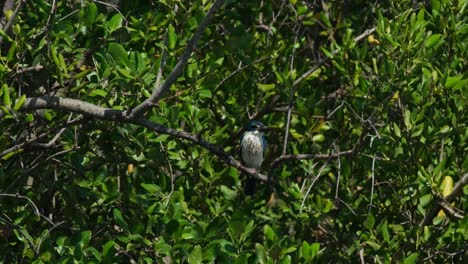 Looking-to-the-right-as-seen-deep-in-the-mangrove-tree-while-the-camera-zooms-out,-Collared-Kingfisher-Todiramphus-chloris,-Thailand