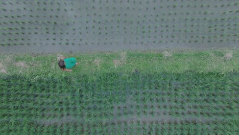 Top-Down-Drone-shot-of-Attractive-woman-in-green-clothes-walking-through-rice-paddies-in-Ubud-Bali-Indonesia