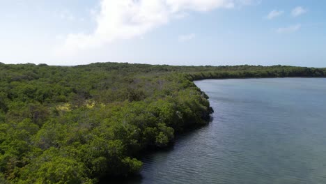 Grenn-tropical-mangrove-forest-overflight,-dolly-in-Los-Roques-Venezuela