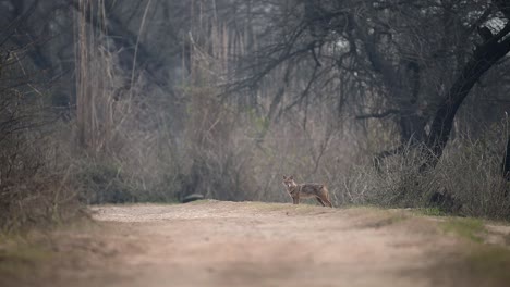 Der-Goldschakal-Oder-Schakal-Im-Wald