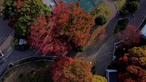 Lebendige-Herbstbäume-In-Einem-Park,-Die-Schatten-Auf-Gewundene-Pfade-Werfen,-Luftaufnahme