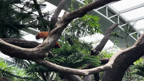 Entzückender-Roter-Panda,-Der-Im-Zoo-Auf-Einem-Baum-Läuft,-Weitwinkelaufnahme