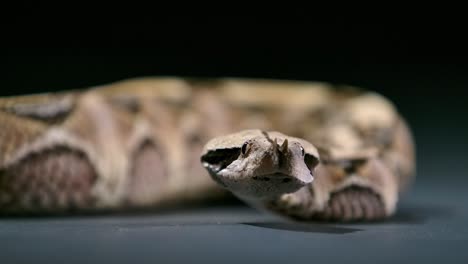 gaboon-viper-looking-around-flicking-tongue---studio