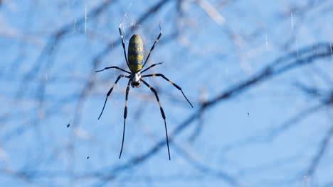 Nahaufnahme-Einer-Spinne,-Die-Auf-Dem-Spinnennetz-Ruht