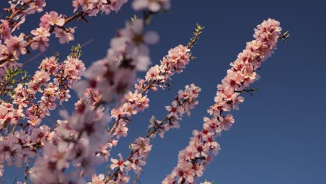 Rotating-over-flowered-pink-almond-tree-branches-with-sky-background