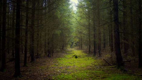 Enter-a-mysterious-wild-forest-with-magical-sunlight-shining-through-the-conifers