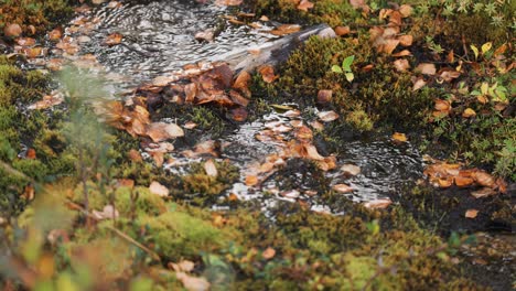 A-tiny-shallow-stream-covered-with-fallen-leaves-flows-through-mossy-terrain