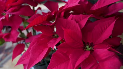 Rote-Weihnachtssternblumen-Und--pflanzen,-Eine-übliche-Saisonale-Haushaltsdekoration